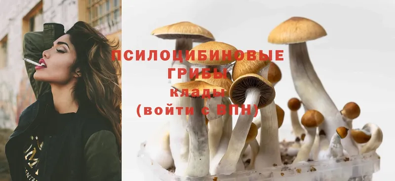 Галлюциногенные грибы Psilocybine cubensis  сколько стоит  Краснокаменск 